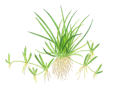 Planta in vitri 1•2• Grow Littorella uniflora - Image 4