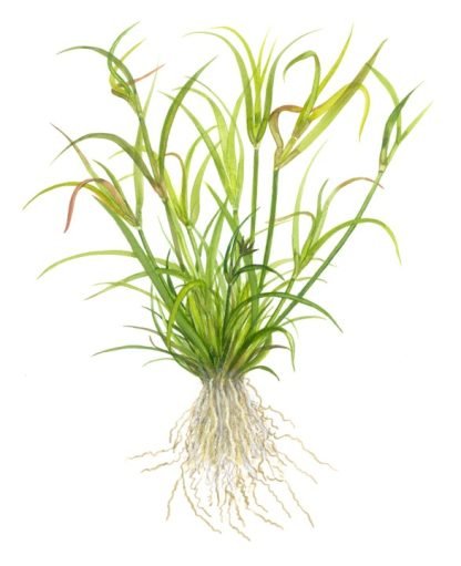 Planta in vitri 1•2• Grow Juncus repens - Image 4