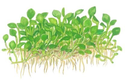 1•2 Grow Marsillea minuta - Image 4