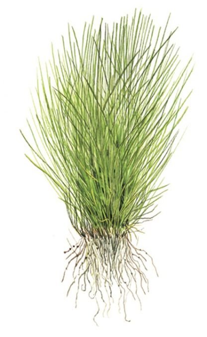 1•2•Grow! Eleocharis acicularsis In vitri - Image 4