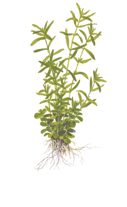 Planta in vitri 1•2• Grow Rótala rotundifolia green - Image 4