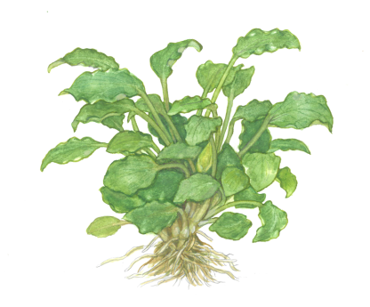 Planta in vitri 1•2• Grow Schismatoglottis  Prieto - Image 4
