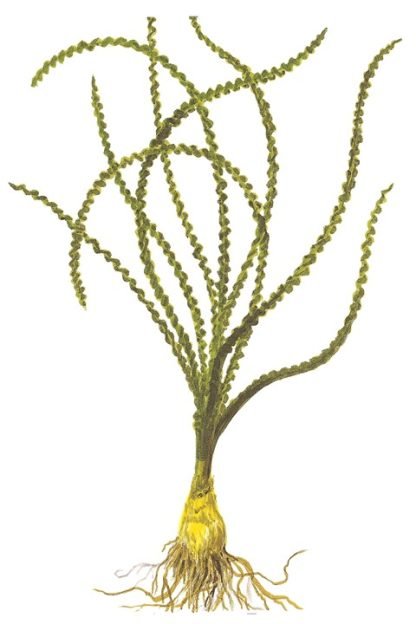 Trópica Crinum Calamistratum - Image 2