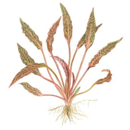 Planta in vitri 1•2• Grow Crypto nurii - Image 4