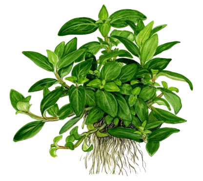 Planta in vitri 1•2• Grow Staurogyne repens - Image 5