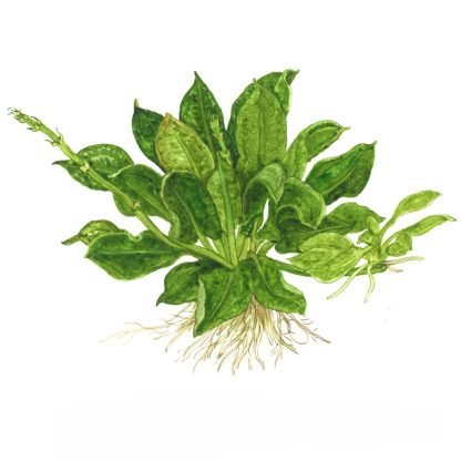 Planta in vitri 1•2• Grow Echinodorus grisebachii trópica - Image 5
