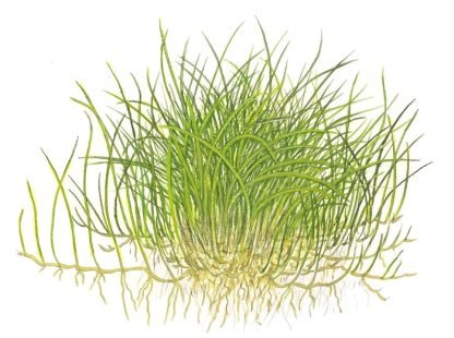 Planta in vitri 1•2• Grow Eleocharis pisilla  mini - Image 4