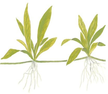 Trópica Helanthium Quadricostatus