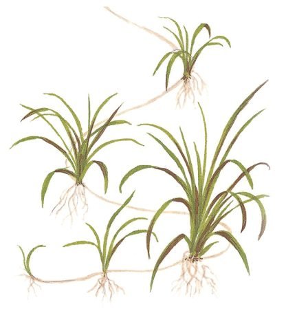 Planta in vitri 1•2• Grow Helanthium tenellum green - Image 4