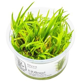 Planta in vitri 1•2• Grow Blyxa japonica