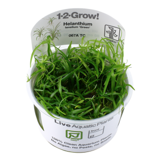 Planta in vitri 1•2• Grow Helanthium tenellum green