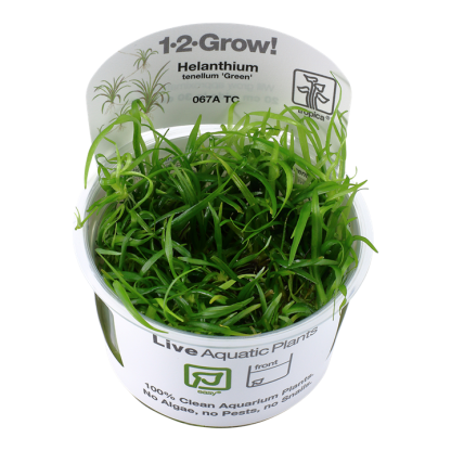Planta in vitri 1•2• Grow Helanthium tenellum green