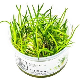 Planta in vitri 1•2• Grow Littorella uniflora