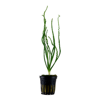 Trópica Crinum Calamistratum
