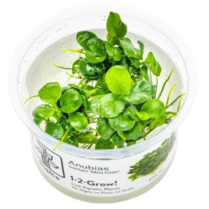 Planta in vitri 1•2• Grow  Anubia  barteri mini coin