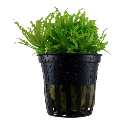 1•2 Grow!  Pogostemon helferi