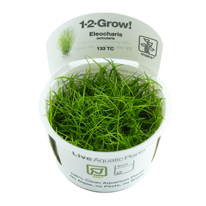 1•2•Grow! Eleocharis acicularsis In vitri
