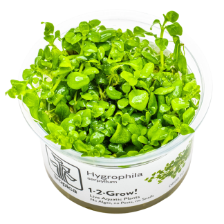 Planta in vitri 1•2• Grow Hygrophila serpyllum