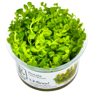 Planta in vitri 1•2• Grow Rotala indica bonsai