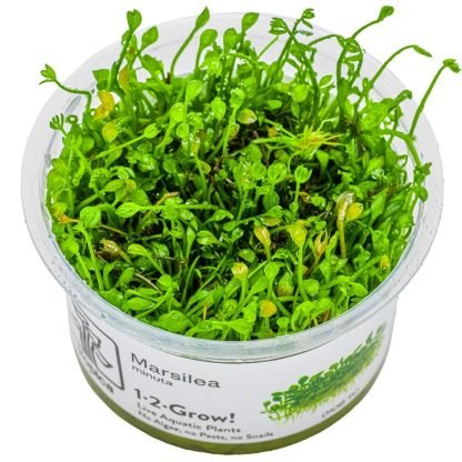 1•2 Grow Marsillea minuta