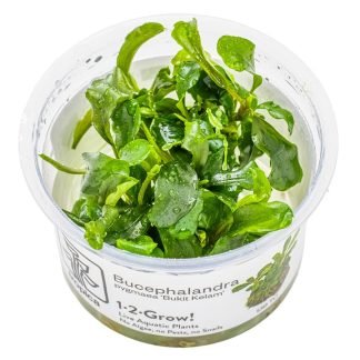 Planta in vitri 1•2• Grow Bucephalandra pigmea bukit kelam