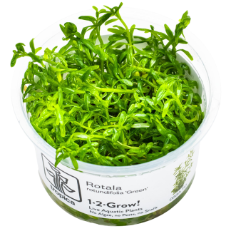 Planta in vitri 1•2• Grow Rótala rotundifolia green