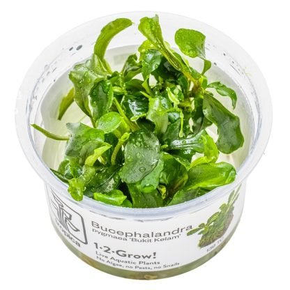 Planta in vitri 1•2• Grow Bucephalandra pigmea bukit kelam