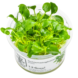 Planta in vitri 1•2• Grow Schismatoglottis  Prieto