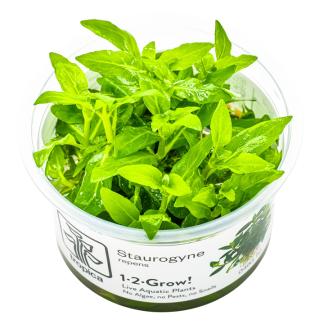 Planta in vitri 1•2• Grow Staurogyne repens