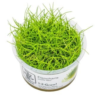 Planta in vitri 1•2• Grow Eleocharis pisilla  mini