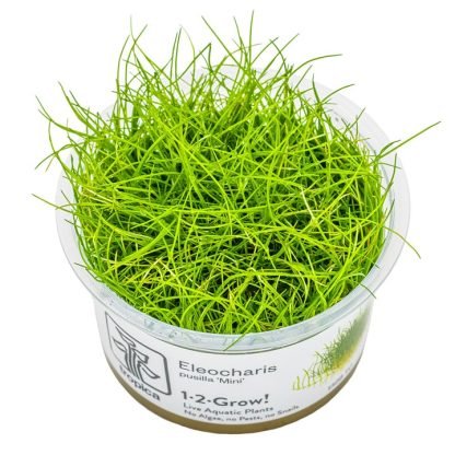 Planta in vitri 1•2• Grow Eleocharis pisilla  mini