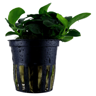 Trópica Anubias Petite