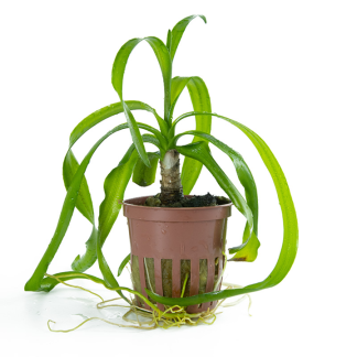 Trópica Crinum Thaianum