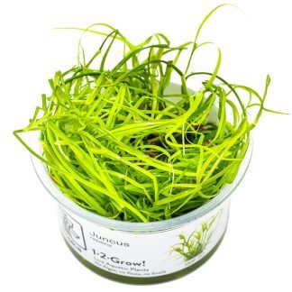 Planta in vitri 1•2• Grow Juncus repens