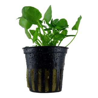 Tropica Ninphoides Taiwán