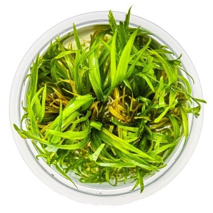 Planta in vitri 1•2• Grow Blyxa japonica - Image 2