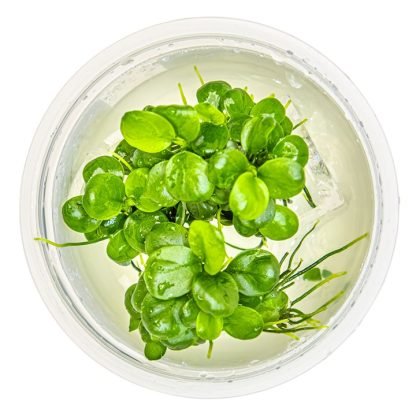 Planta in vitri 1•2• Grow  Anubia  barteri mini coin - Image 2