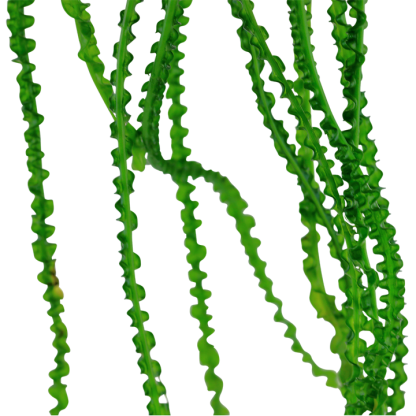Trópica Crinum Calamistratum - Image 5
