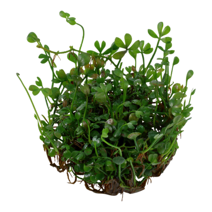 1•2 Grow Marsillea minuta - Image 2