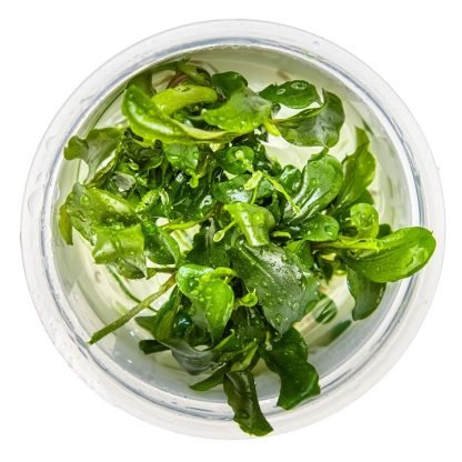 Planta in vitri 1•2• Grow Bucephalandra pigmea bukit kelam - Image 2