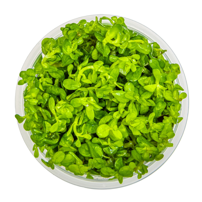 Planta in vitri 1•2• Grow Rotala indica bonsai - Image 2