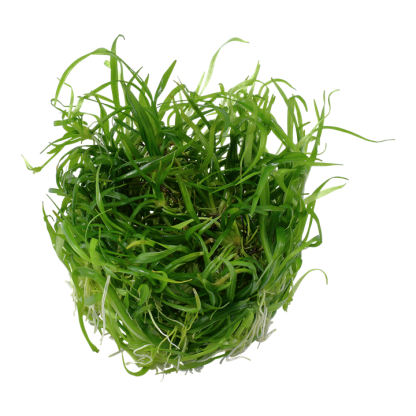 Planta in vitri 1•2• Grow Helanthium tenellum green - Image 2