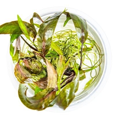 Planta in vitri 1•2• Grow Crypto nurii - Image 2