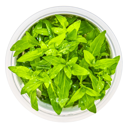 Planta in vitri 1•2• Grow Staurogyne repens - Image 2