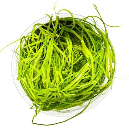 Planta in vitri 1•2• Grow Juncus repens - Image 2