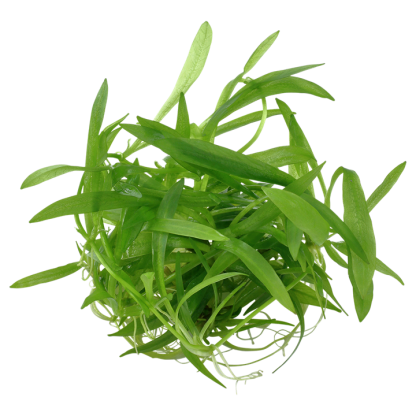 Trópica Helanthium Quadricostatus - Image 2