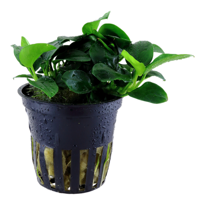 Trópica Anubias Petite - Image 2