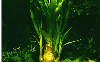 Trópica Crinum Thaianum - Image 2