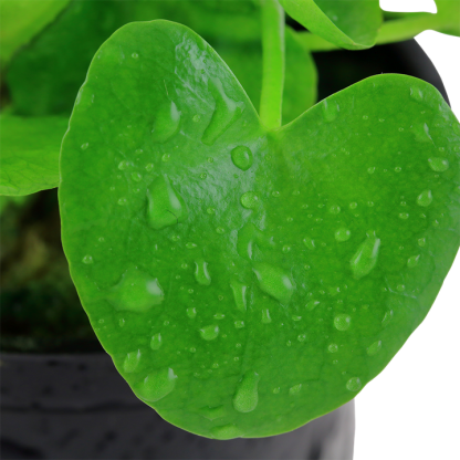 Tropica Ninphoides Taiwán - Image 2