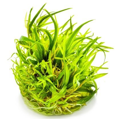 Planta in vitri 1•2• Grow Blyxa japonica - Image 3